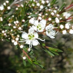 Kunzea ericoides (Burgan) at Hackett, ACT - 6 Dec 2018 by RWPurdie