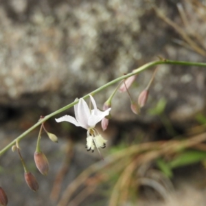 Arthropodium milleflorum at Kambah, ACT - 4 Dec 2018 04:44 PM