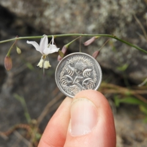 Arthropodium milleflorum at Kambah, ACT - 4 Dec 2018 04:44 PM