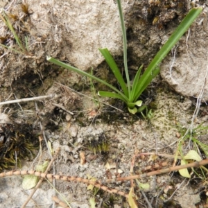 Arthropodium milleflorum at Kambah, ACT - 4 Dec 2018