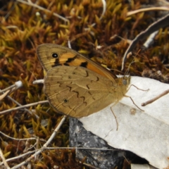 Heteronympha merope (Common Brown Butterfly) at Kambah, ACT - 4 Dec 2018 by MatthewFrawley