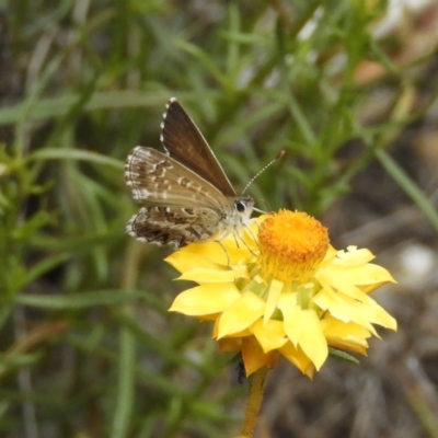 Neolucia agricola (Fringed Heath-blue) at Kambah, ACT - 4 Dec 2018 by MatthewFrawley