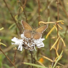 Neolucia agricola at Kambah, ACT - 4 Dec 2018 05:09 PM