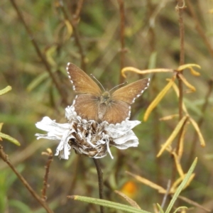 Neolucia agricola at Kambah, ACT - 4 Dec 2018