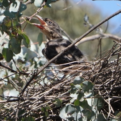 Cracticus torquatus (Grey Butcherbird) at Hughes, ACT - 6 Dec 2018 by JackyF