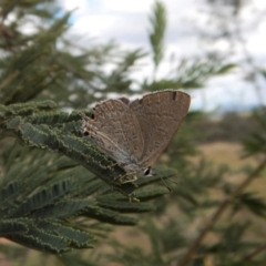 Jalmenus icilius (Amethyst Hairstreak) at Cook, ACT - 5 Dec 2018 by CathB