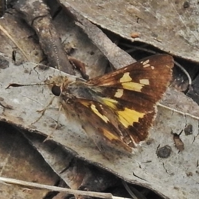 Trapezites phigalioides (Montane Ochre) at Cotter River, ACT - 5 Dec 2018 by JohnBundock