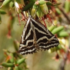 Dichromodes confluaria (Ceremonial Heath Moth) at Namadgi National Park - 5 Dec 2018 by JohnBundock