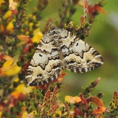 Chrysolarentia rhynchota (Rhynchota Carpet) at Bimberi, ACT - 5 Dec 2018 by JohnBundock