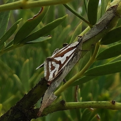 Orthiastis hyperocha (A Concealer Moth (Wingia group)) at Cotter River, ACT - 5 Dec 2018 by JohnBundock