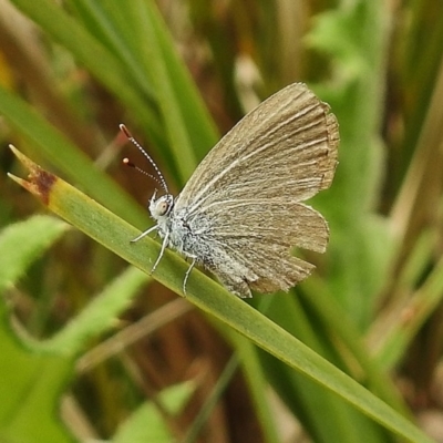 Zizina otis (Common Grass-Blue) at Cotter River, ACT - 5 Dec 2018 by JohnBundock