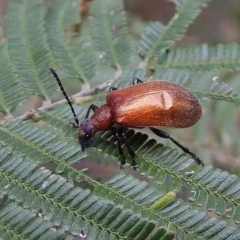 Ecnolagria grandis (Honeybrown beetle) at Coree, ACT - 5 Dec 2018 by JohnBundock