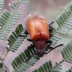 Ecnolagria grandis at Coree, ACT - 5 Dec 2018