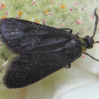 Pollanisus cyanota (A Forester moth (Procidinae)) at Hackett, ACT - 30 Nov 2018 by TimL