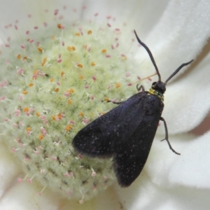 Pollanisus cyanota at ANBG - 30 Nov 2018 01:24 PM