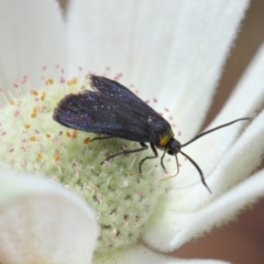 Pollanisus cyanota at ANBG - 30 Nov 2018