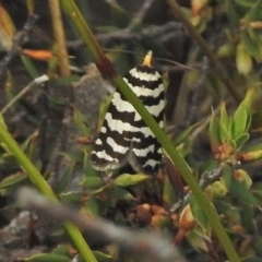 Technitis amoenana (A tortrix or leafroller moth) at Namadgi National Park - 5 Dec 2018 by JohnBundock