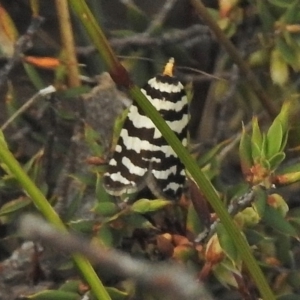 Technitis amoenana at Cotter River, ACT - 5 Dec 2018