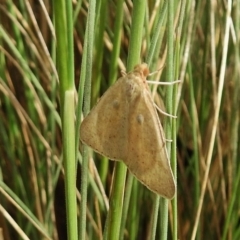 Neritodes verrucata (A geometer moth) at Namadgi National Park - 5 Dec 2018 by JohnBundock