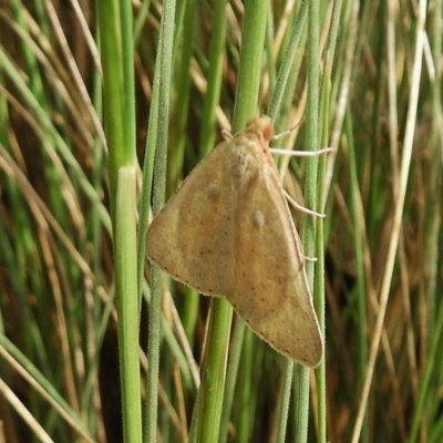 Neritodes verrucata (A geometer moth) at Namadgi National Park - 5 Dec 2018 by JohnBundock