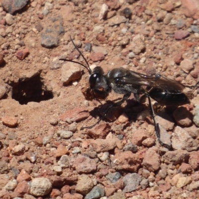 Sphex sp. (genus) (Unidentified Sphex digger wasp) at Jerrabomberra Wetlands - 6 Dec 2018 by Christine