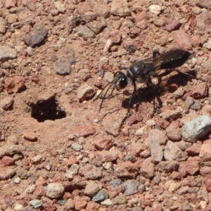 Sphex sp. (genus) at Fyshwick, ACT - 6 Dec 2018