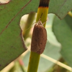 Garrha leucerythra at Cotter River, ACT - 5 Dec 2018