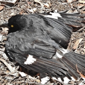 Strepera graculina at Forde, ACT - 6 Dec 2018