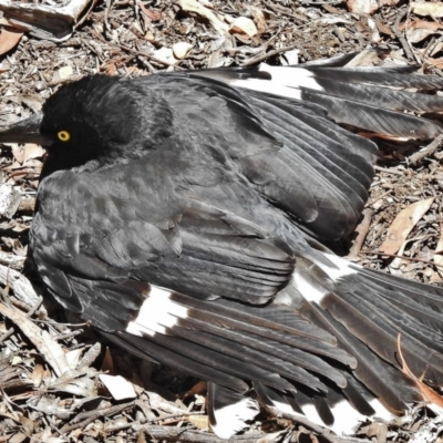 Strepera graculina (Pied Currawong) at Mulligans Flat - 6 Dec 2018 by JohnBundock