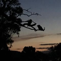 Podargus strigoides (Tawny Frogmouth) at Red Hill to Yarralumla Creek - 6 Dec 2018 by KL