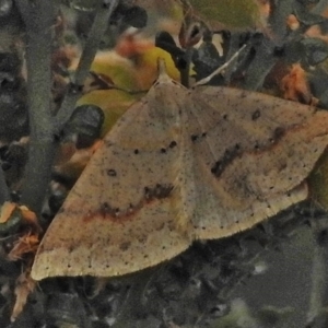 Taxeotis stereospila at Cotter River, ACT - 5 Dec 2018