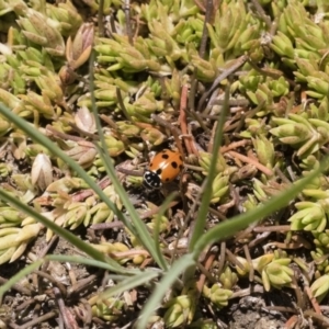 Hippodamia variegata at Michelago, NSW - 3 Dec 2018 12:32 PM