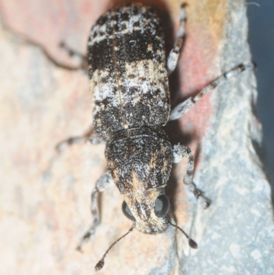 Dendropemon subfasciatus (Fungus weevil) at Paddys River, ACT - 4 Dec 2018 by Harrisi