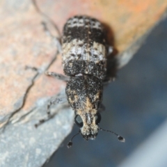 Dendropemon subfasciatus at Paddys River, ACT - 4 Dec 2018