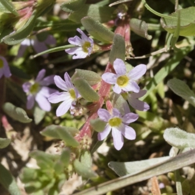 Lythrum hyssopifolia (Small Loosestrife) at Illilanga & Baroona - 3 Dec 2018 by Illilanga