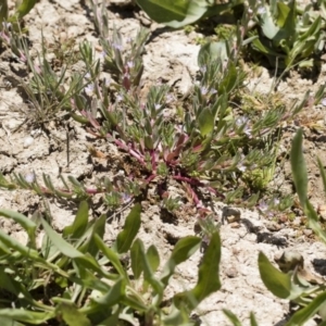 Lythrum hyssopifolia at Illilanga & Baroona - 3 Dec 2018