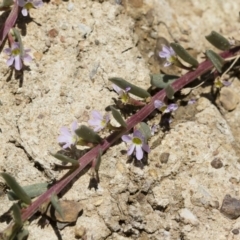 Lythrum hyssopifolia at Illilanga & Baroona - 3 Dec 2018