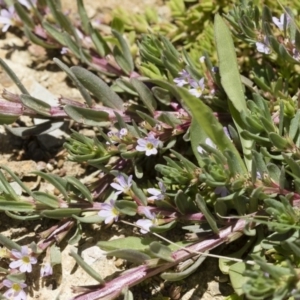 Lythrum hyssopifolia at Illilanga & Baroona - 3 Dec 2018