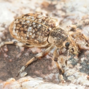 Rhinaria sp. (genus) at Paddys River, ACT - 3 Dec 2018