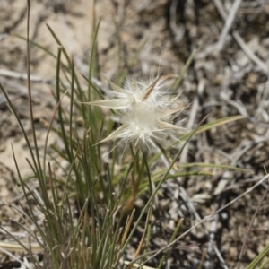 Rytidosperma carphoides at Michelago, NSW - 3 Dec 2018 01:22 PM