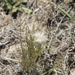 Rytidosperma carphoides at Michelago, NSW - 3 Dec 2018