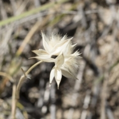 Rytidosperma carphoides at Michelago, NSW - 3 Dec 2018