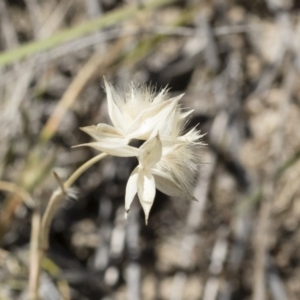 Rytidosperma carphoides at Michelago, NSW - 3 Dec 2018