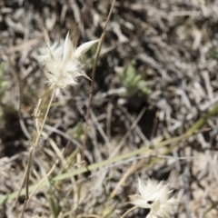 Rytidosperma carphoides at Michelago, NSW - 3 Dec 2018