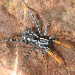 Nyssus coloripes (Spotted Ground Swift Spider) at Bullen Range - 3 Dec 2018 by Harrisi