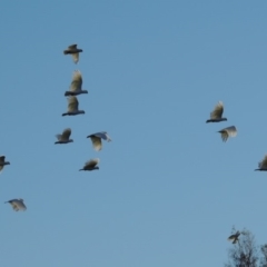 Cacatua sanguinea (Little Corella) at Gigerline Nature Reserve - 1 Dec 2018 by michaelb