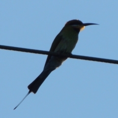 Merops ornatus (Rainbow Bee-eater) at Gigerline Nature Reserve - 1 Dec 2018 by michaelb