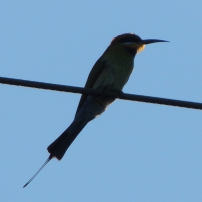 Merops ornatus (Rainbow Bee-eater) at Tharwa, ACT - 1 Dec 2018 by michaelb