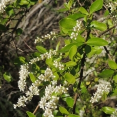 Ligustrum sinense (Narrow-leaf Privet, Chinese Privet) at Tennent, ACT - 1 Dec 2018 by michaelb