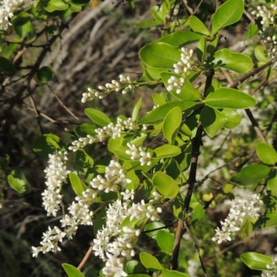 Ligustrum sinense (Narrow-leaf Privet, Chinese Privet) at Tennent, ACT - 1 Dec 2018 by michaelb